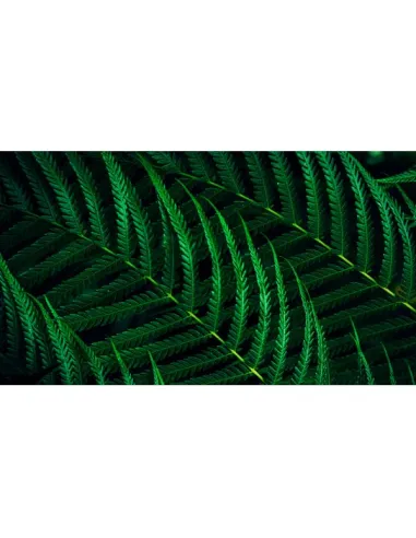 23,8 MONITOR IPS 100HZ REG ALT