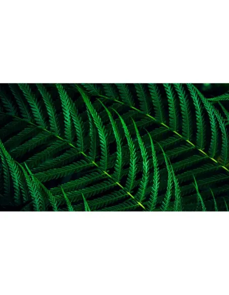 27 MONITOR IPS 2560X1440 REG ALT